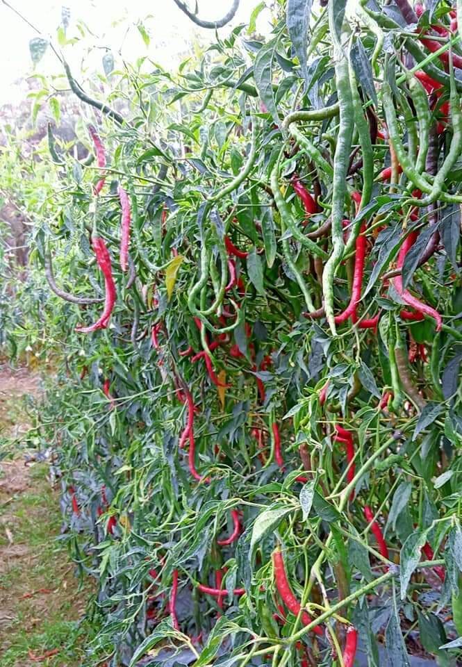High Yield Red Chili Pepper Seeds
